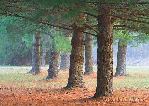 Pine Trees_24221.jpg - Photographed in Lebanon, Ohio, USA.